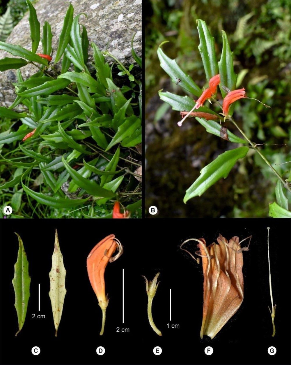 Team of researcher discovered a new plant species Aeschynanthus clarkei sp. nov from the Nagaland state of Northeast India.